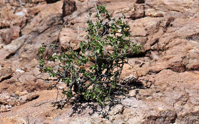 Habitat; Crossosoma bigelovii, Ragged Rockflower, Southwest Desert Flora Crossosoma bigelovii, Ragged Rockflower, Southwest Desert Flora